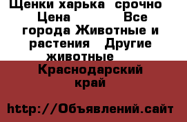 Щенки харька! срочно. › Цена ­ 5 000 - Все города Животные и растения » Другие животные   . Краснодарский край